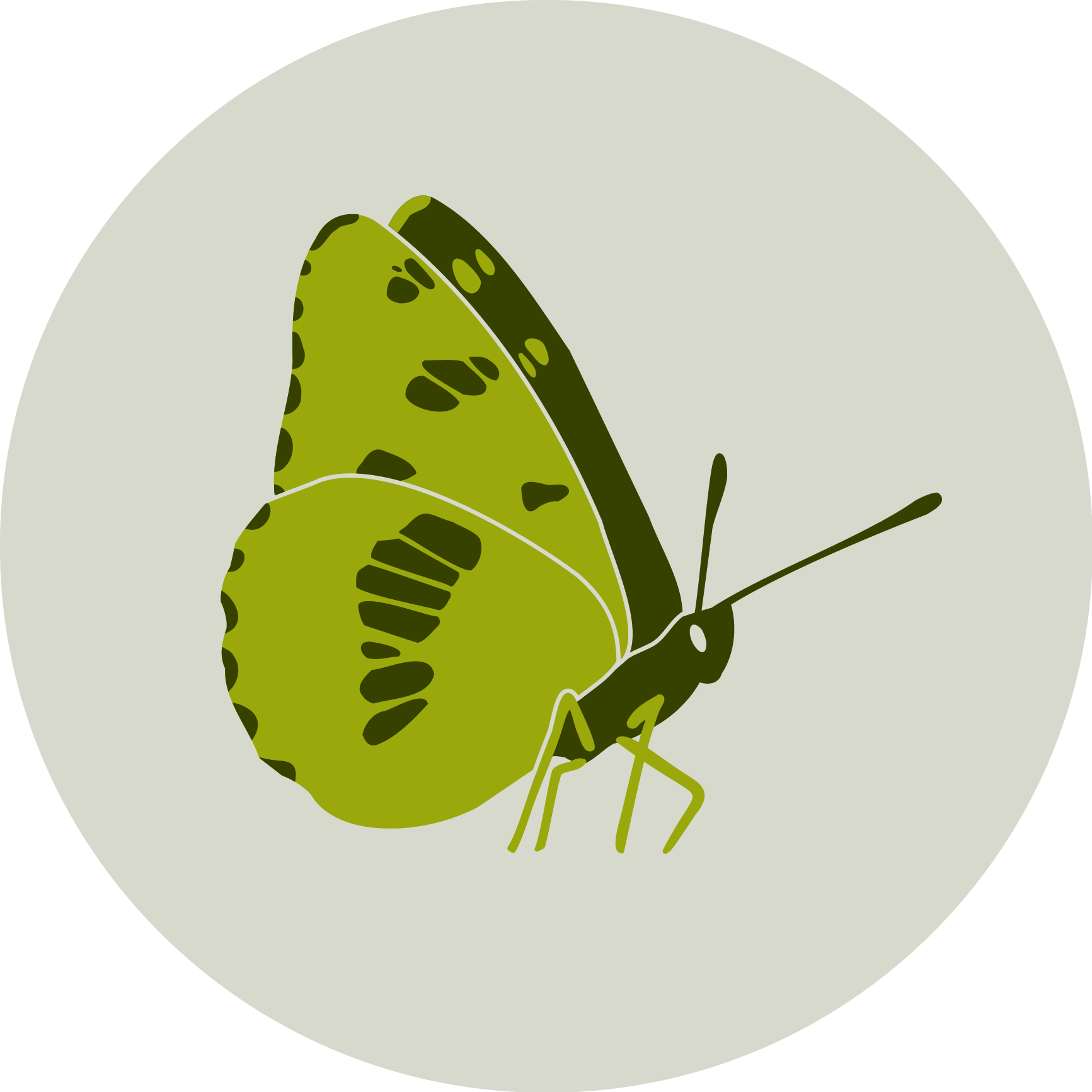 Logo von Limenitis - Ökobüro Besimo