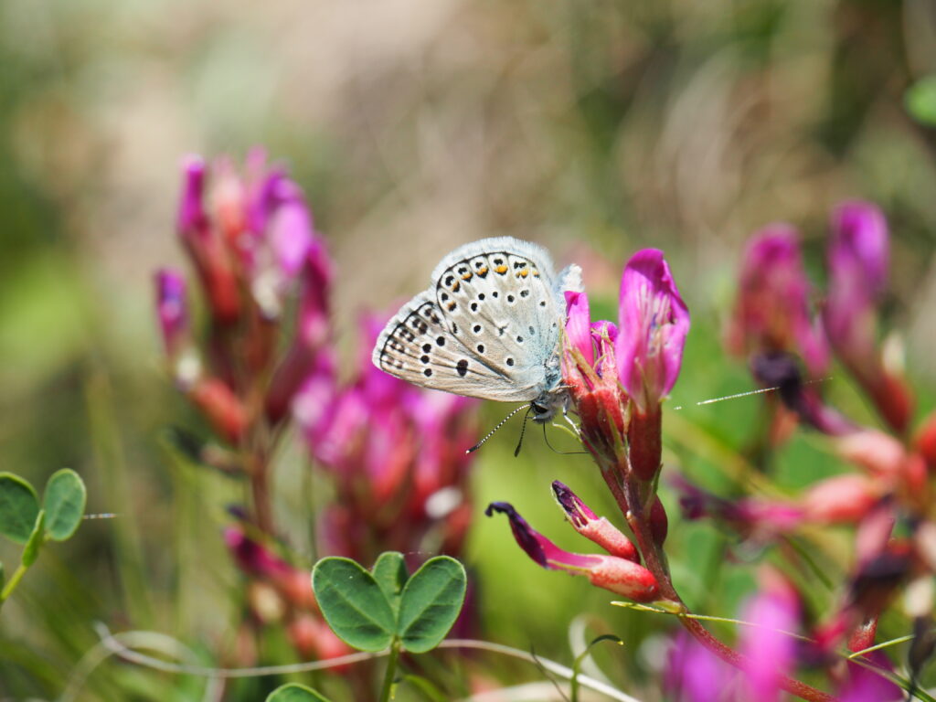 Escher-Bläuling (Polyommatus escheri)